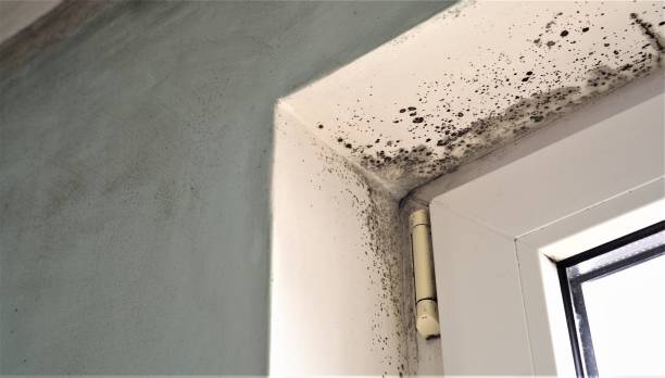 Best Environmental Consulting for Mold Prevention  in Eastport, NY