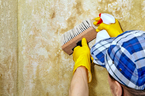 Best Industrial Mold Remediation  in Eastport, NY