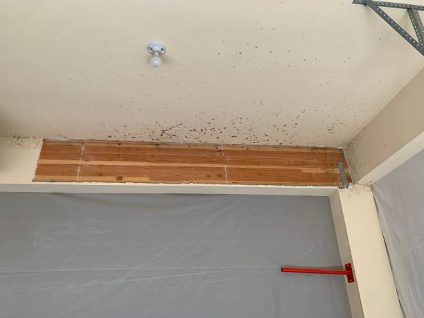 Best Mold Odor Removal Services  in Eastport, NY