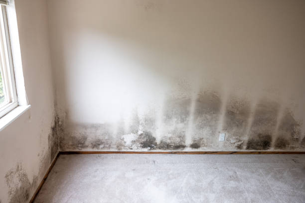 Best HVAC Mold Inspection and Cleaning  in Eastport, NY