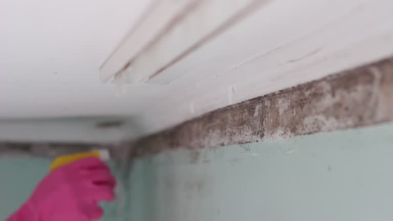 Best Dehumidification Services  in Eastport, NY